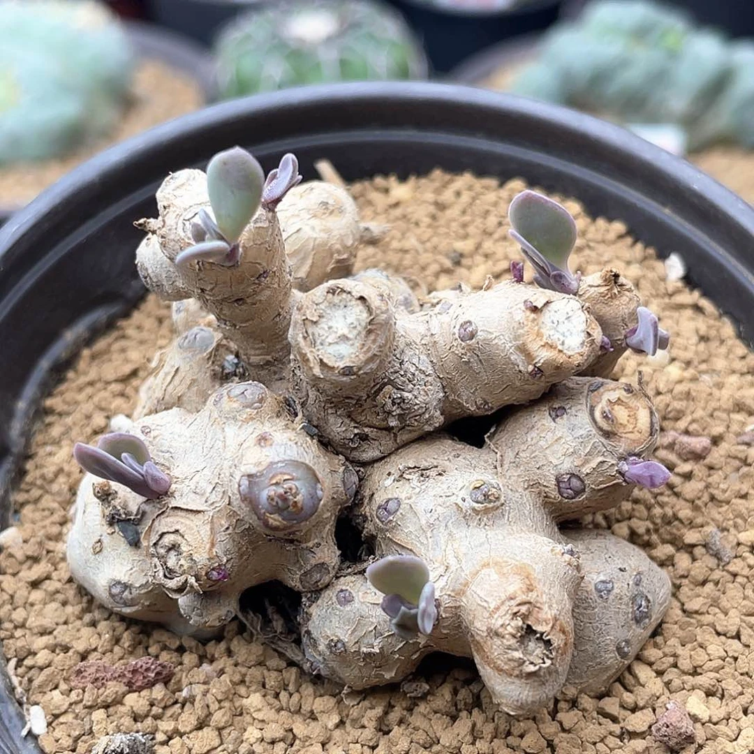 块根紫龙冠仙人球多肉