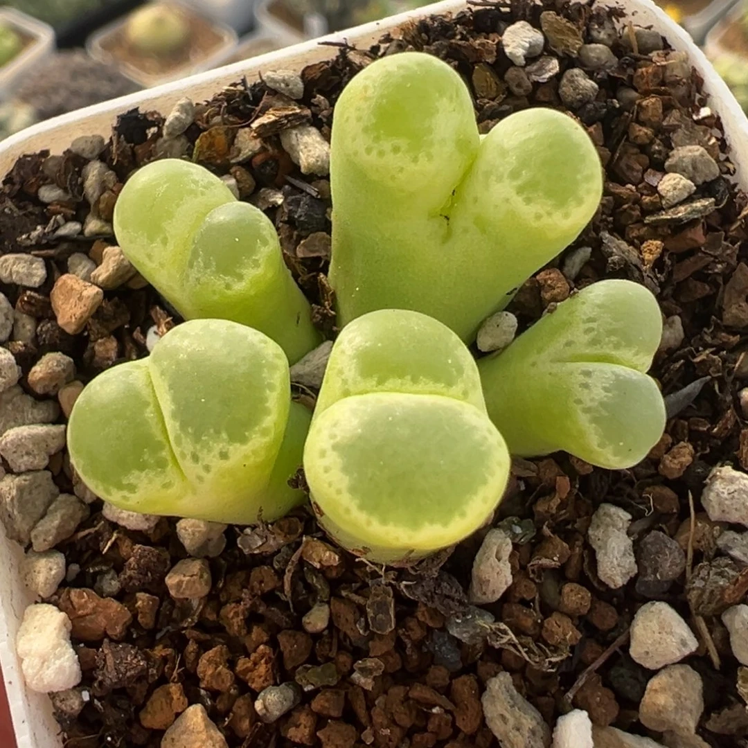 851多肉植物种类多样