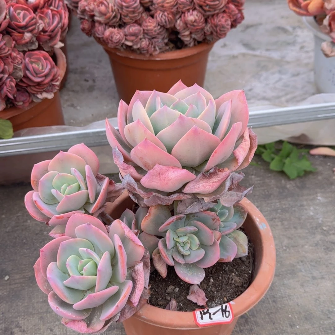 19/16 风发货 11112