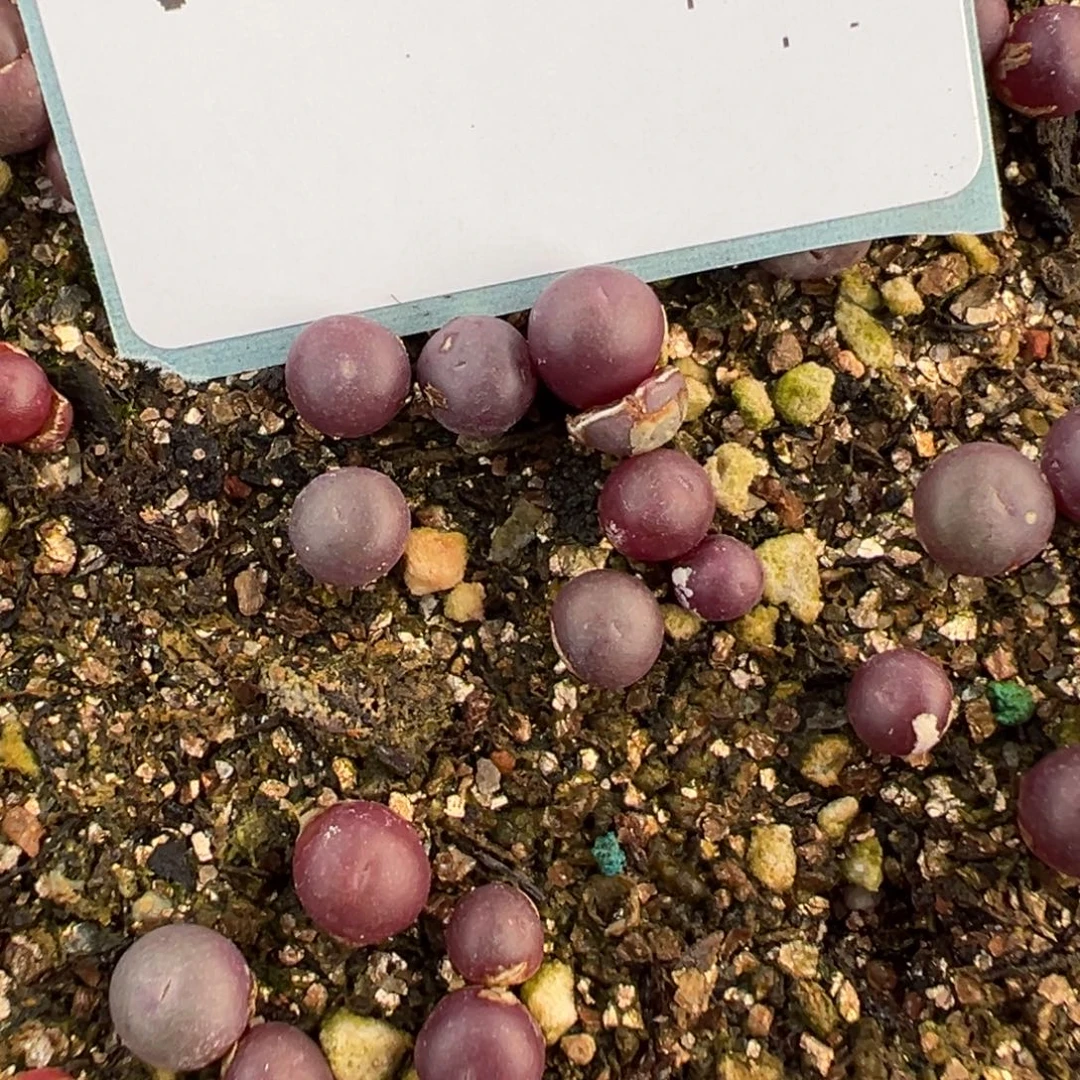 8-170量拍紫小丁3颗