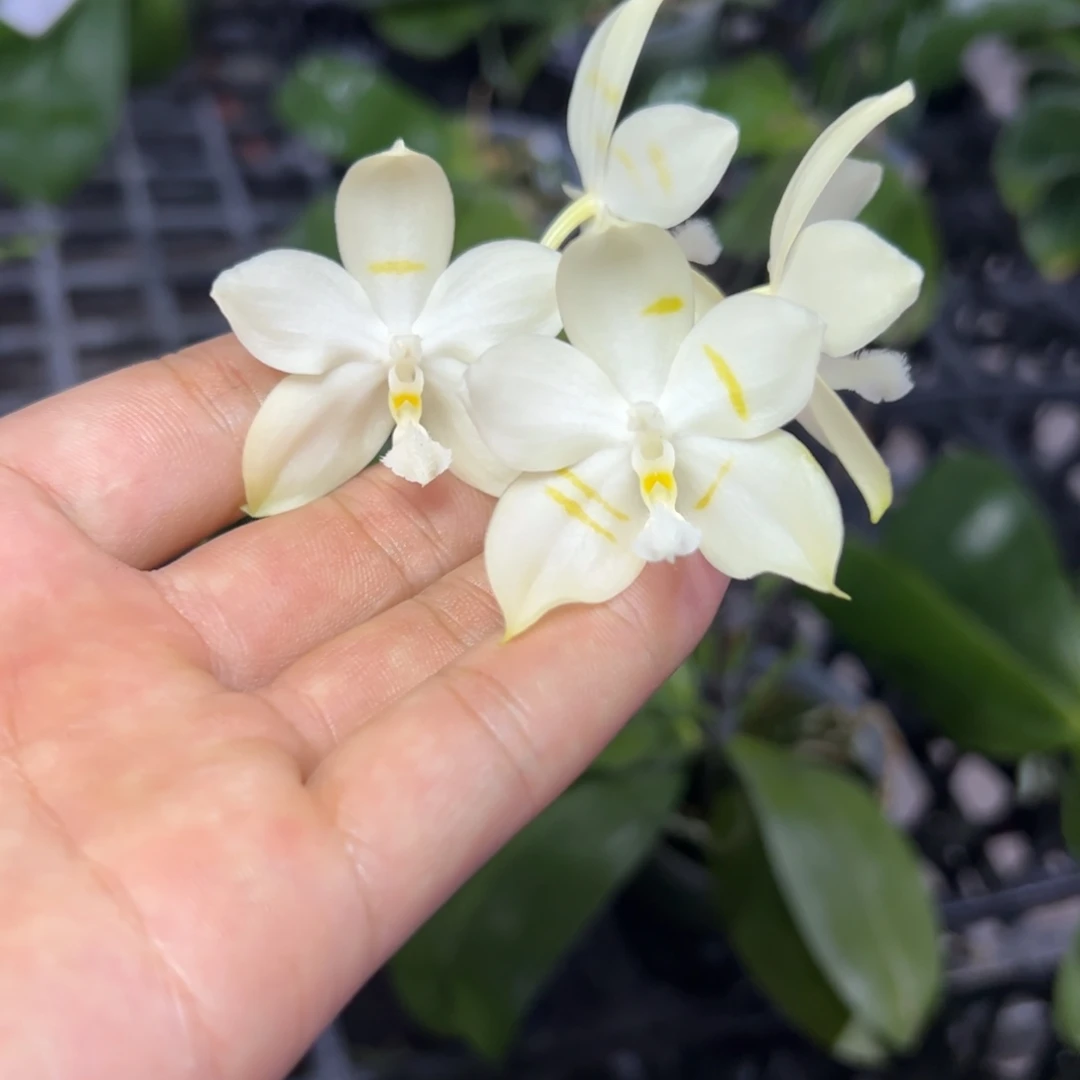 完全开放l508瑕疵ys1141