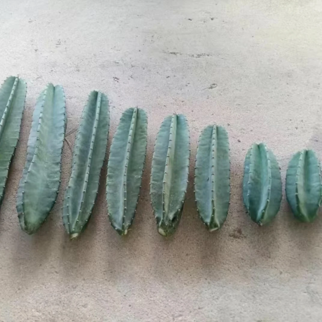 量天尺  侧芽 无根  单颗