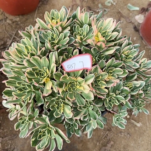 多肉植物甜茶587号