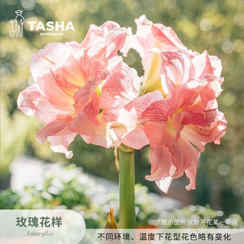 塔莎朱顶红[玫瑰花样种球]