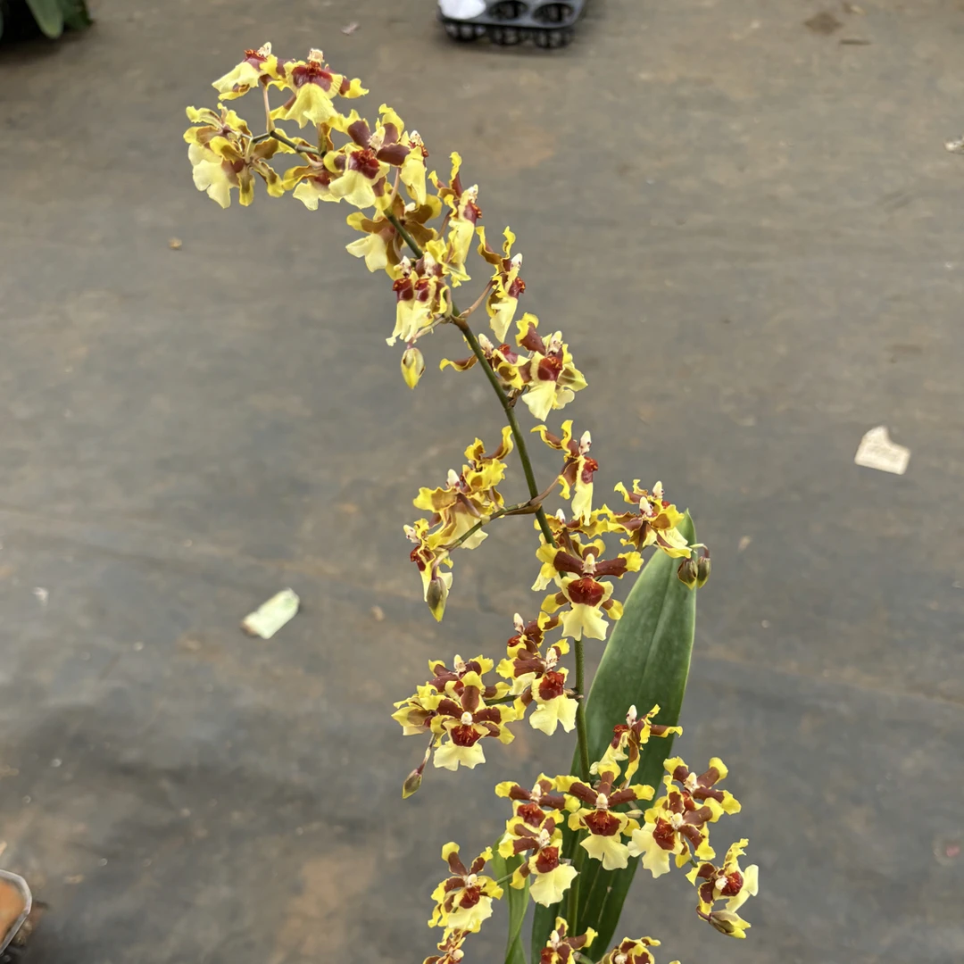 文心兰--七彩湖文心兰