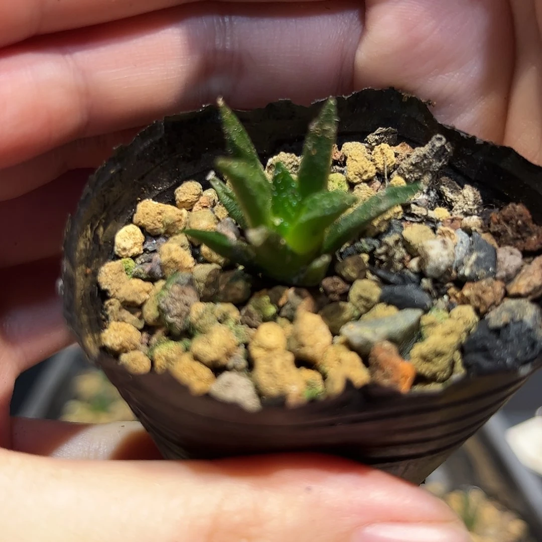 2.3cm实生纯辛盾牡丹萝卜根