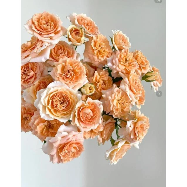 杏色拉拉队--稀有多头玫瑰（实物直播间展示为准）收到带包装先醒花