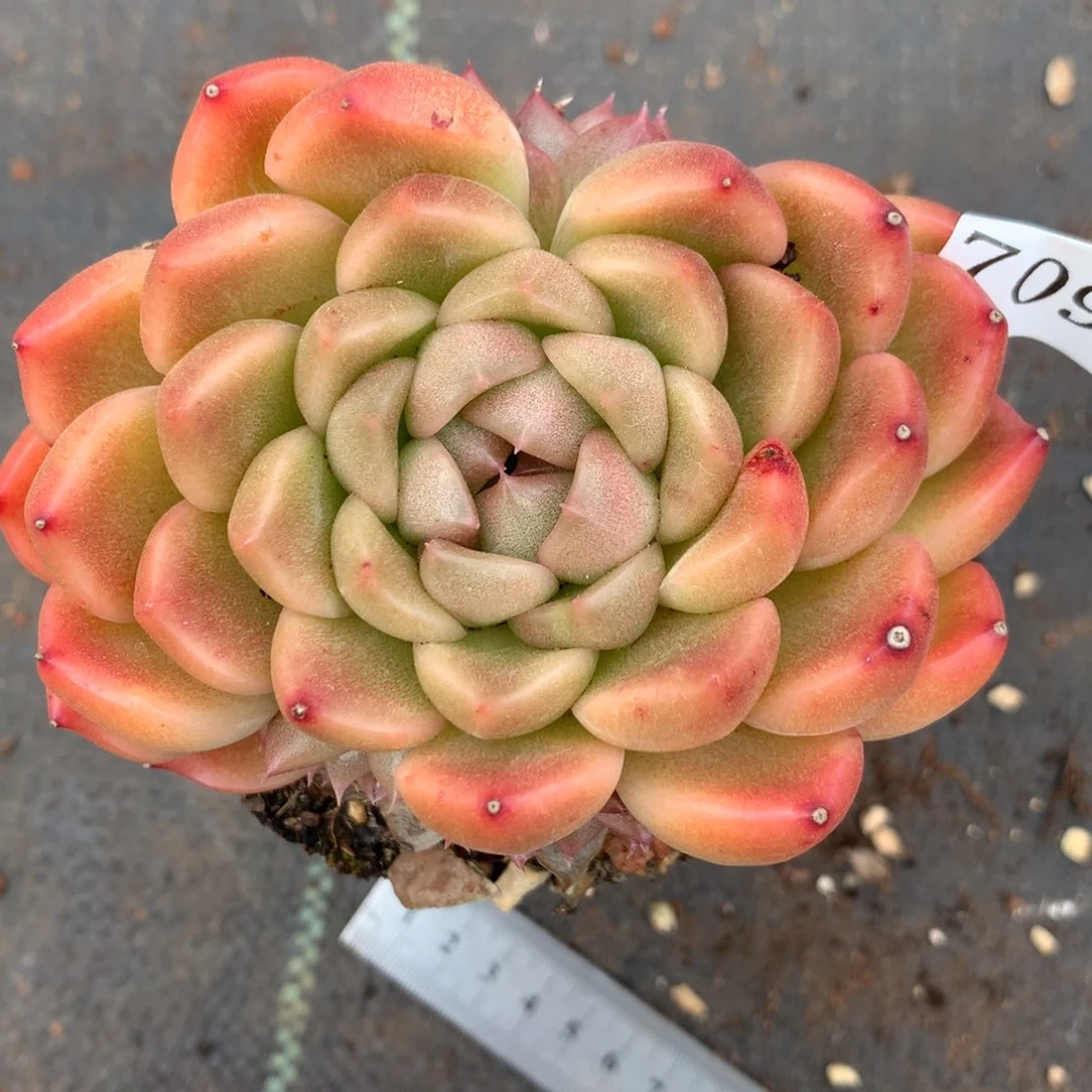 7099杂交多肉植物