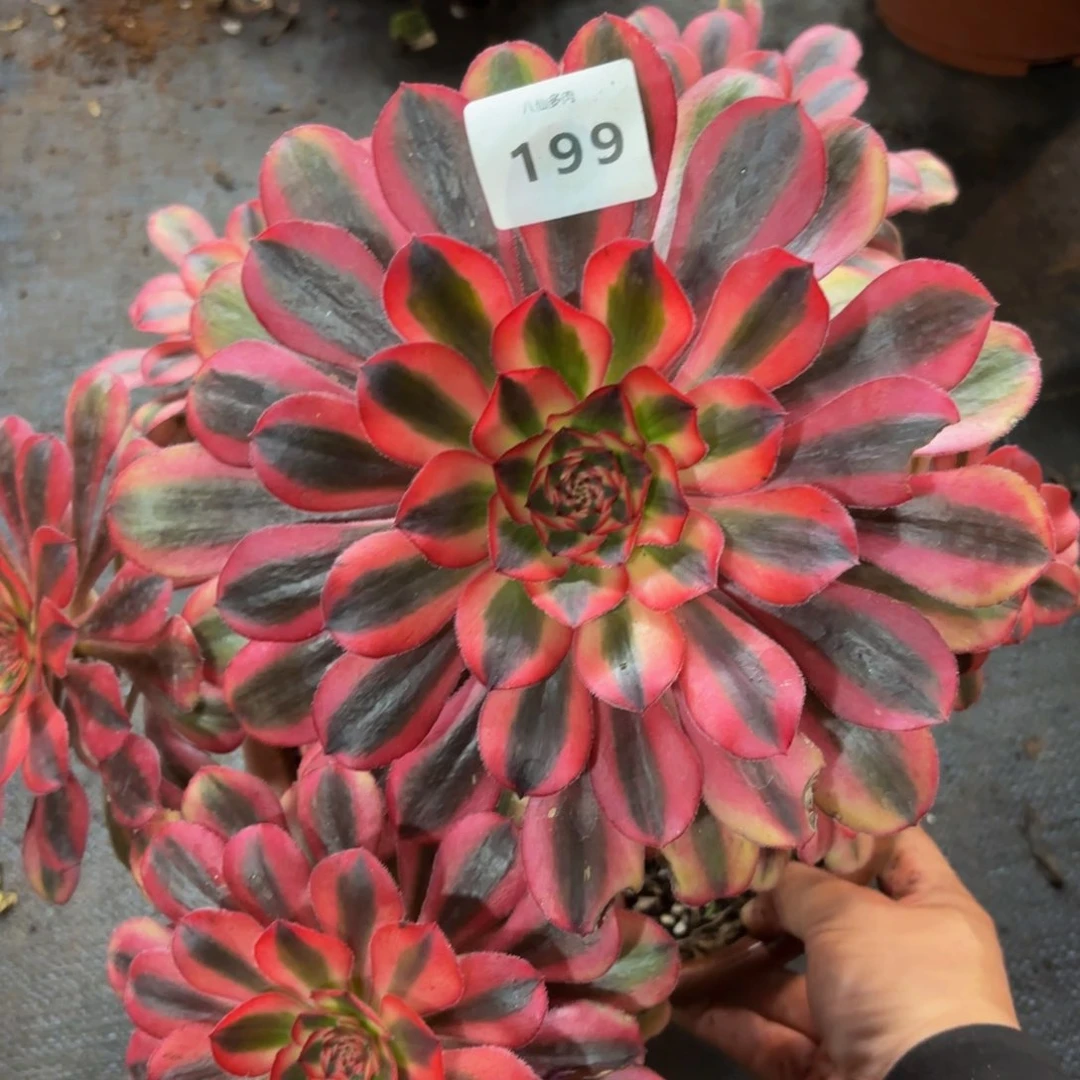 199多肉植物初恋