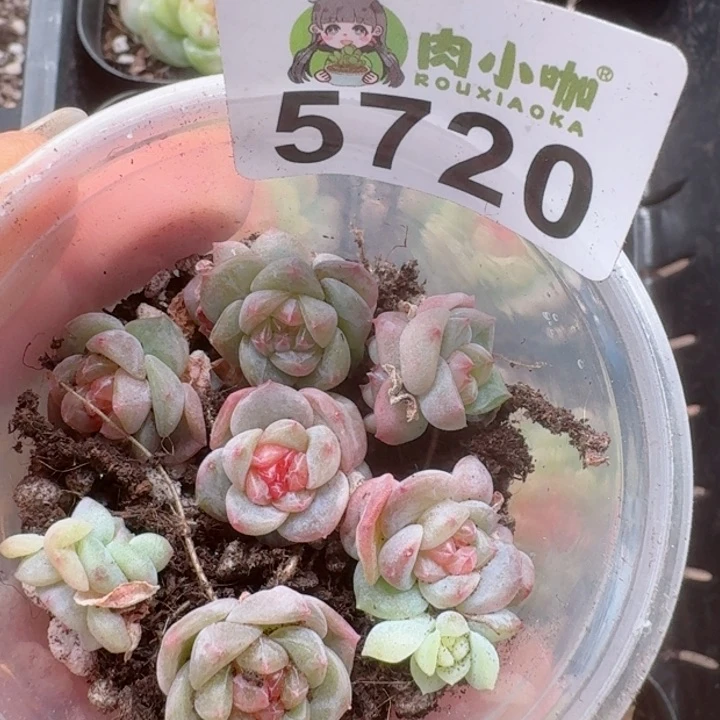 多肉植物多肉植物