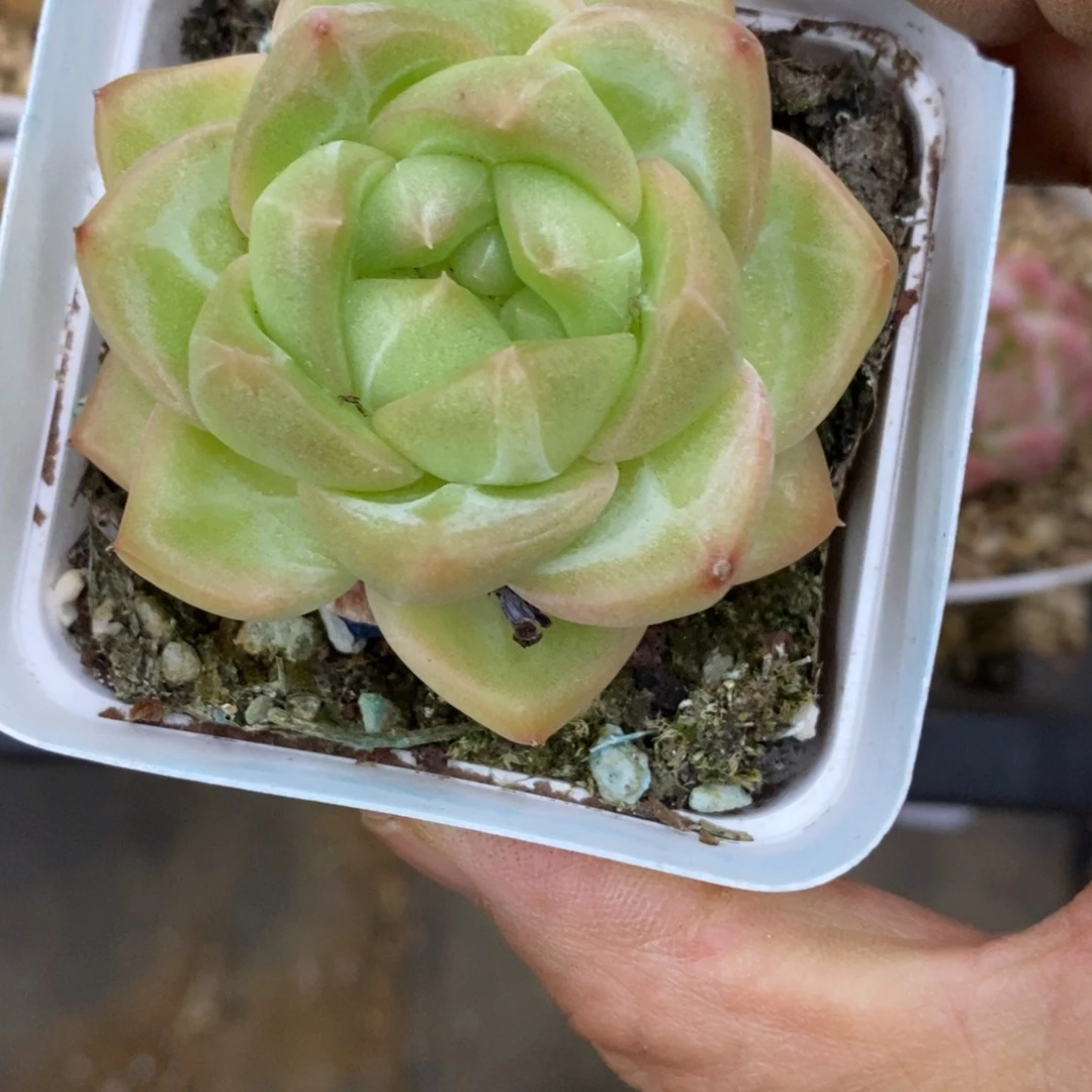 精品多肉一物一拍不包整240