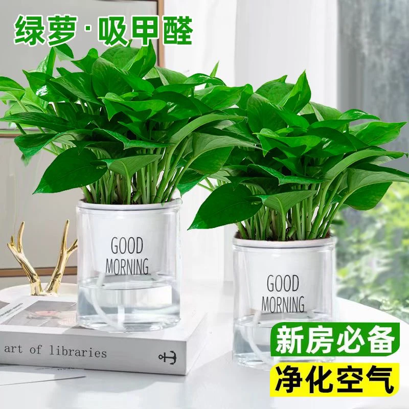 【绿箩清仓】绿萝盆栽室内家用新房吸收甲醛绿植水培净化空气好养