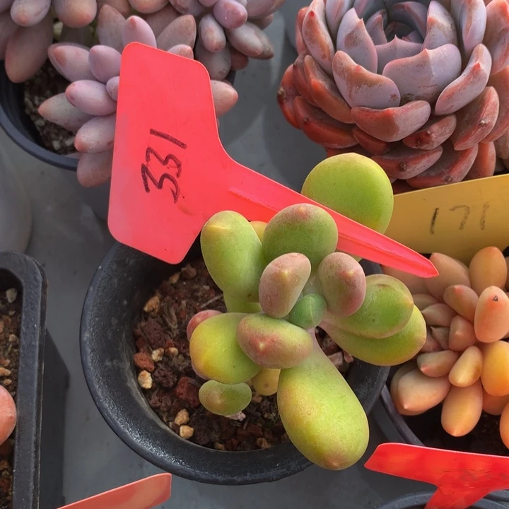 读肉皮子和欧7272727727