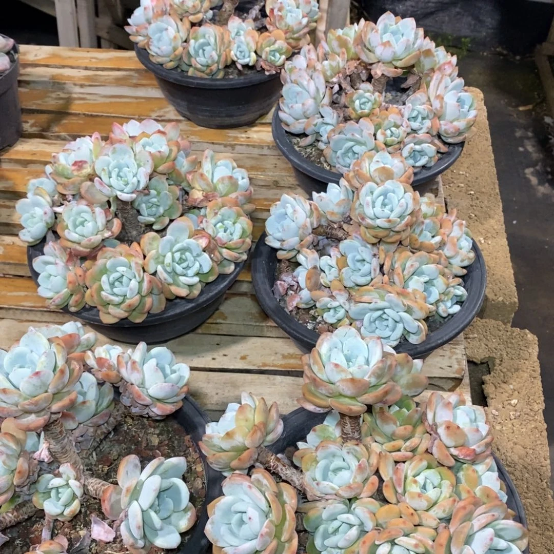 啊军喵多肉冷香群