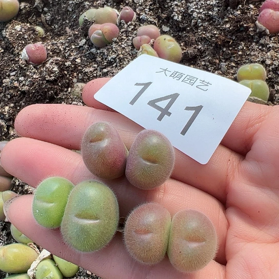 0000141量拍长毛翠滴双头3颗