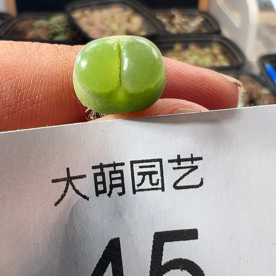 一物一拍。         45