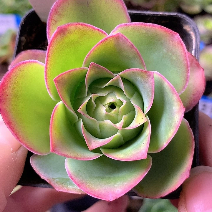 一物一拍星辰金凌139