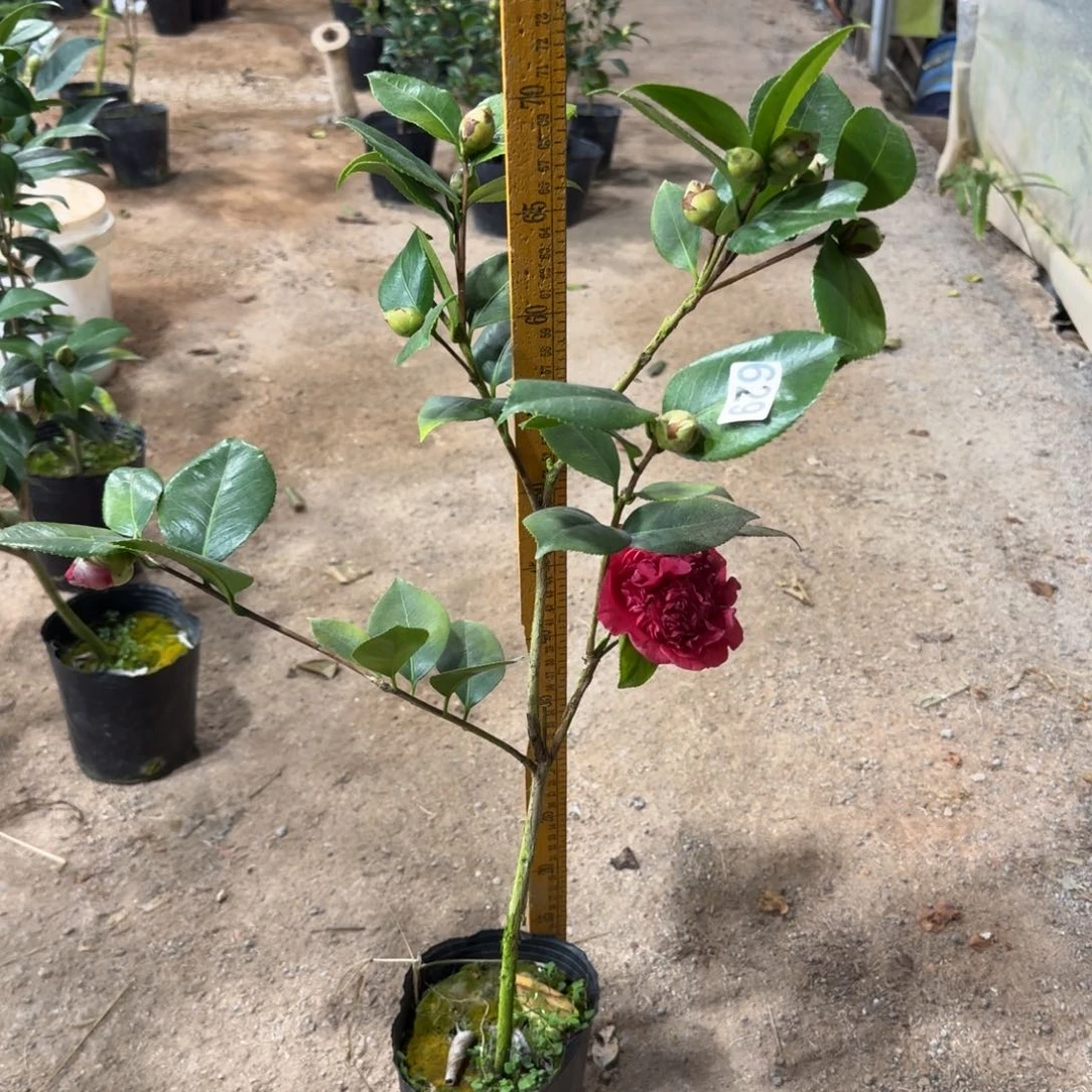 少量花朵（建议范围：2朵-5朵 或40%以下）629埃及