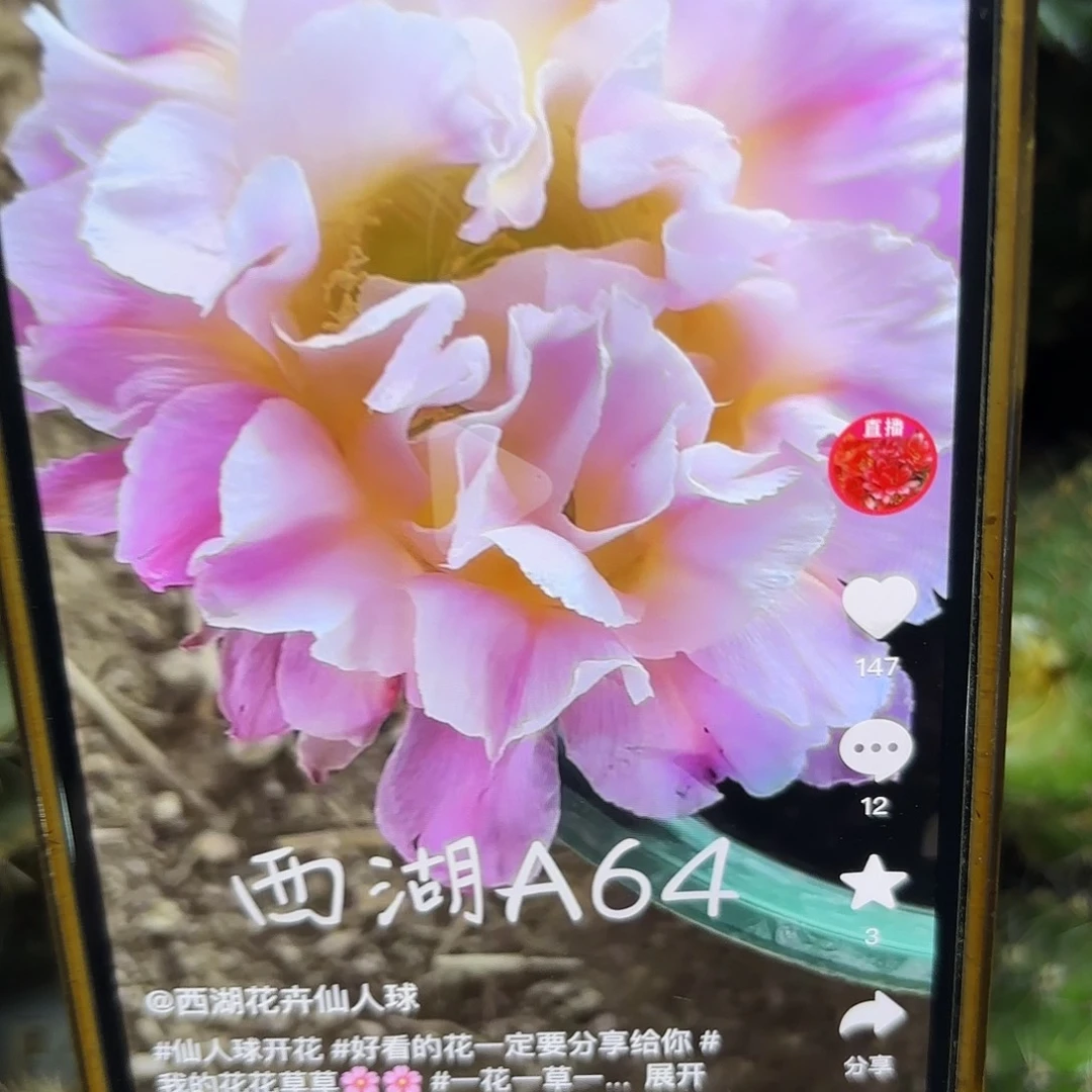 A64新品侧牙20包邮23