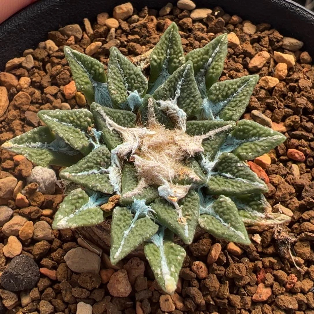 黑牡丹多肉植物盆栽花卉
