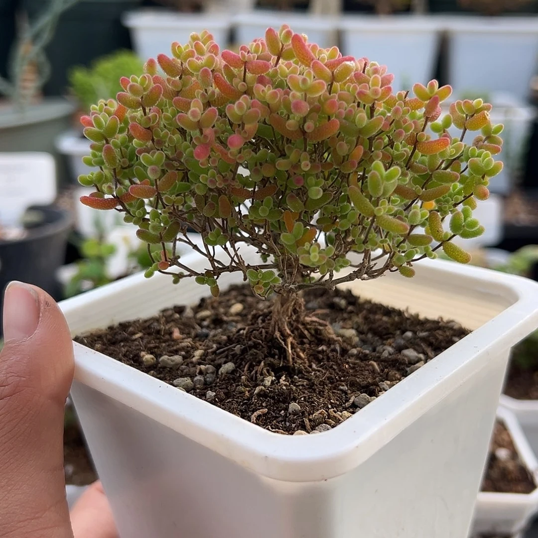 552号密橘糖球12.14多肉