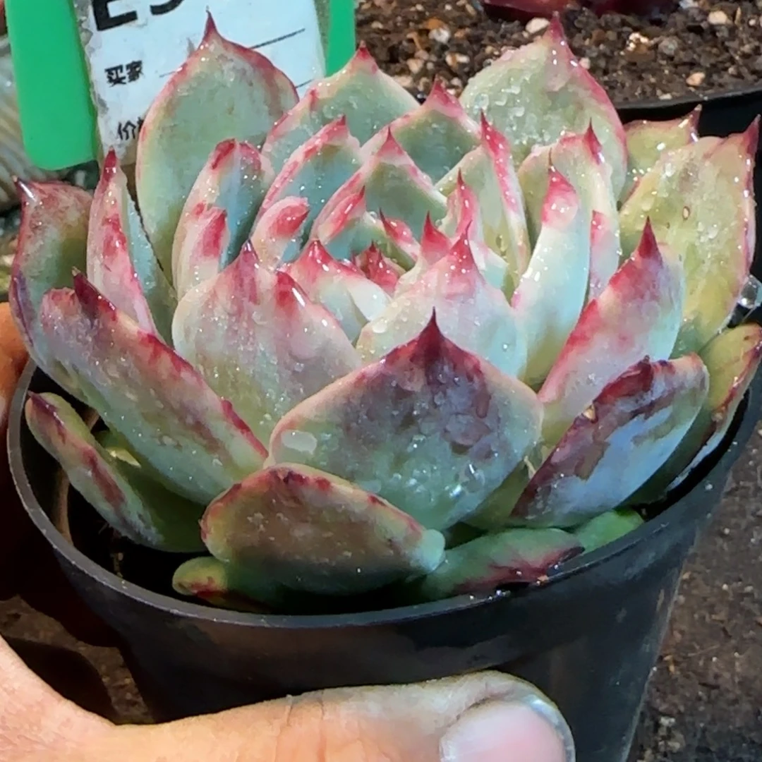 花脸拉丝惊鸿一物一拍包装收缩花旱975