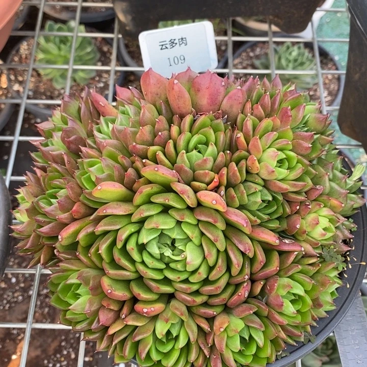 油画手捧109号直播福利