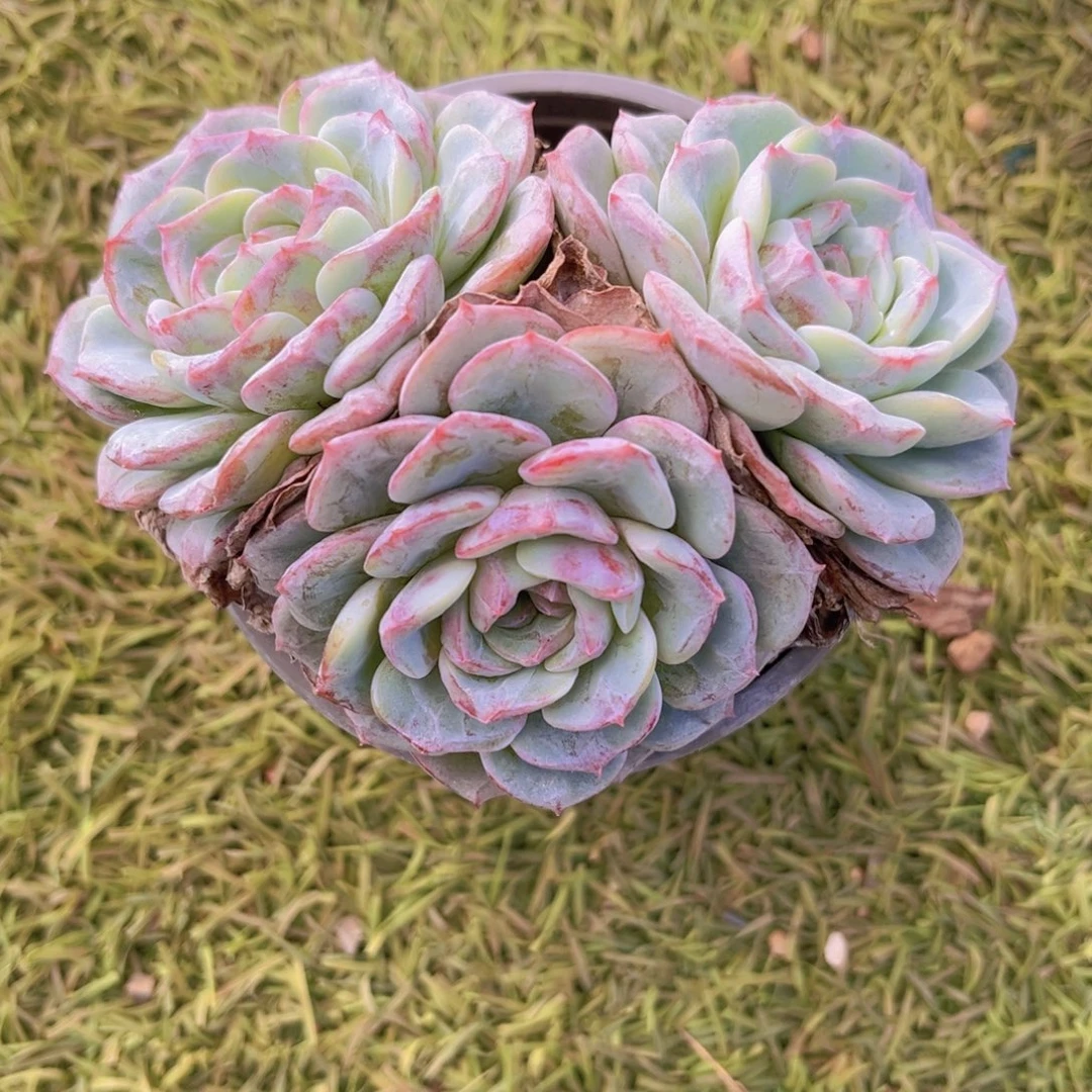 花旦11.5公分999999999