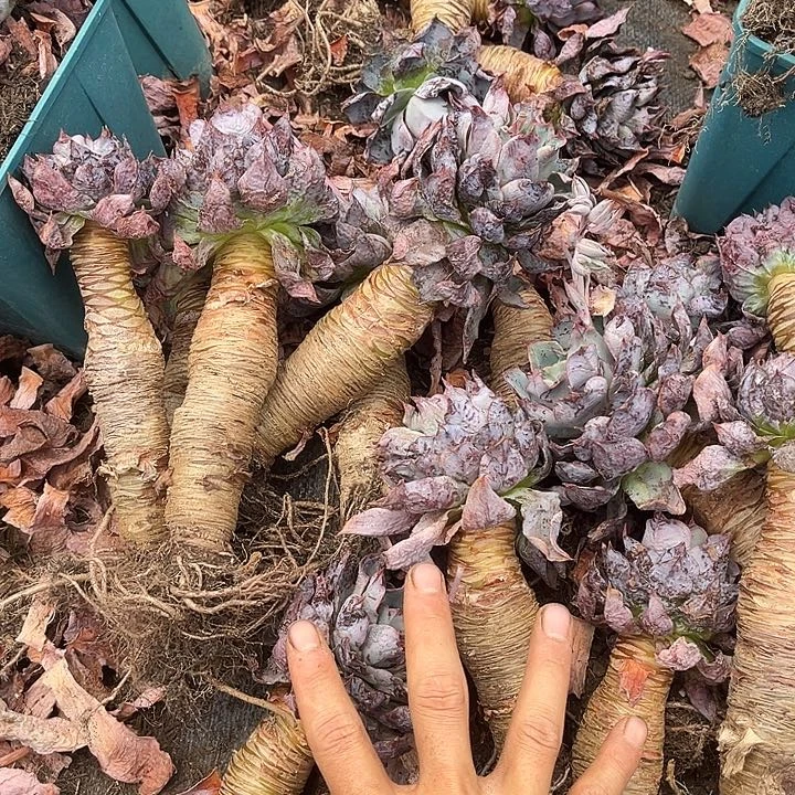 赫拉9.99多肉植物精品