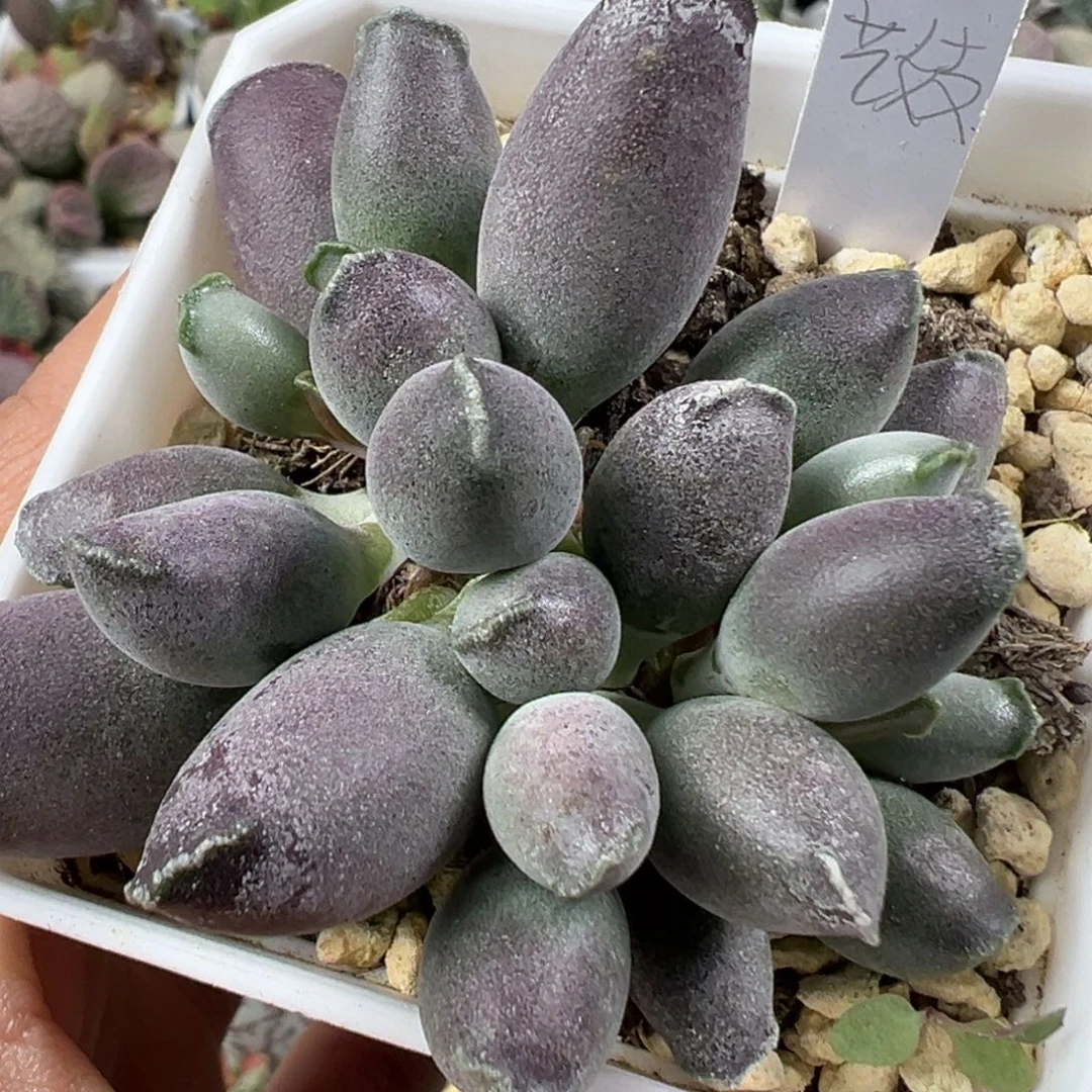 w艺妓海豹多肉植物水泡