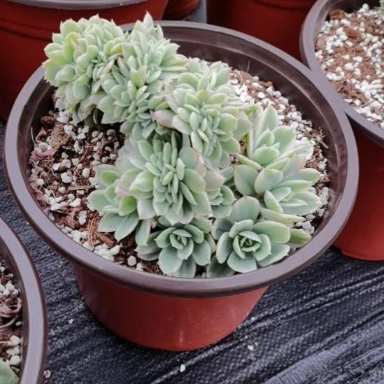 丝绸面纱超白锦缀化