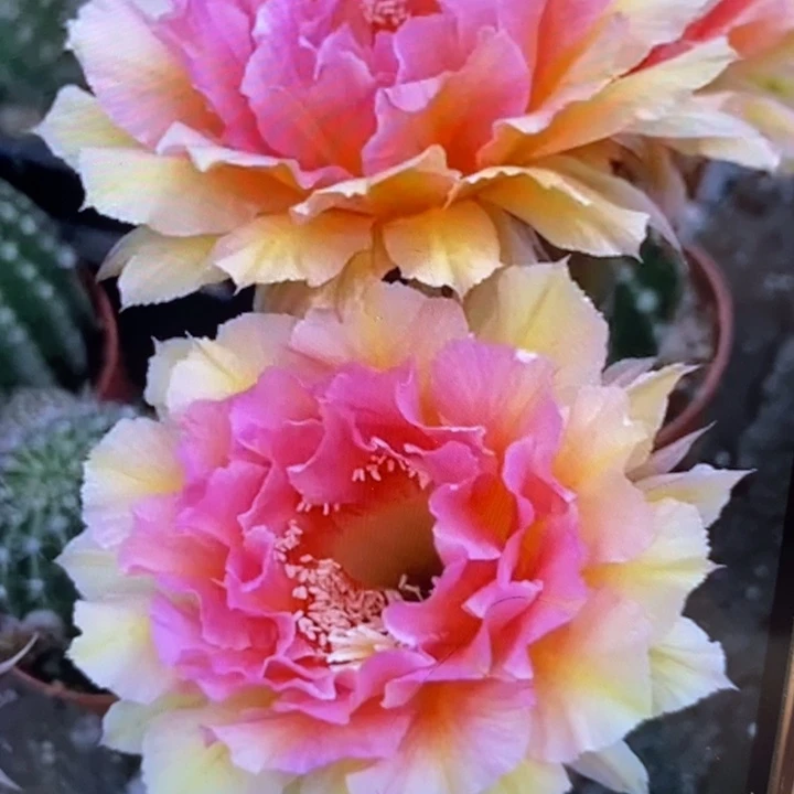 彩草42号有气根侧芽2个1公分左右