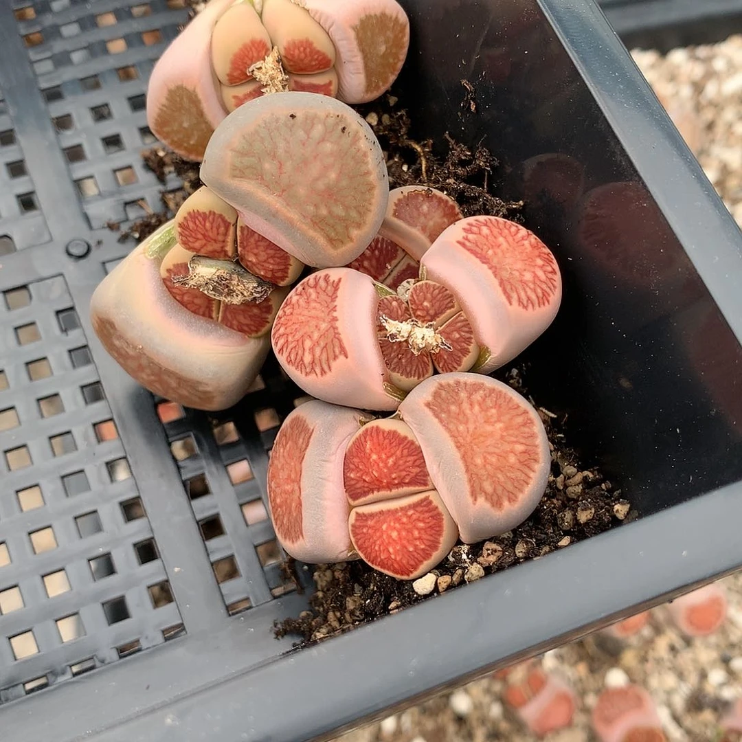 淼*媛X149多肉植物保护