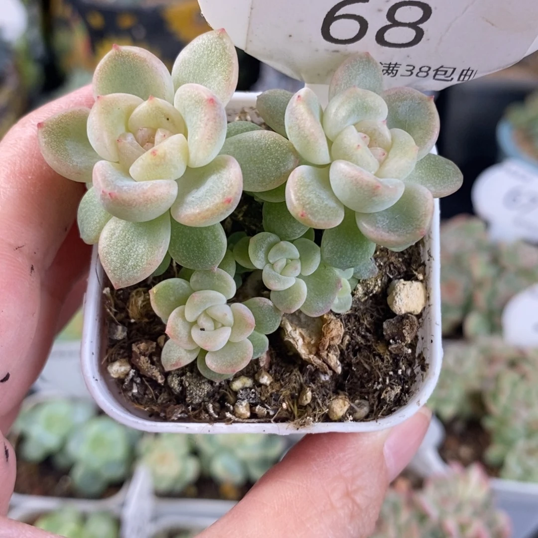 财富T20五头群68号