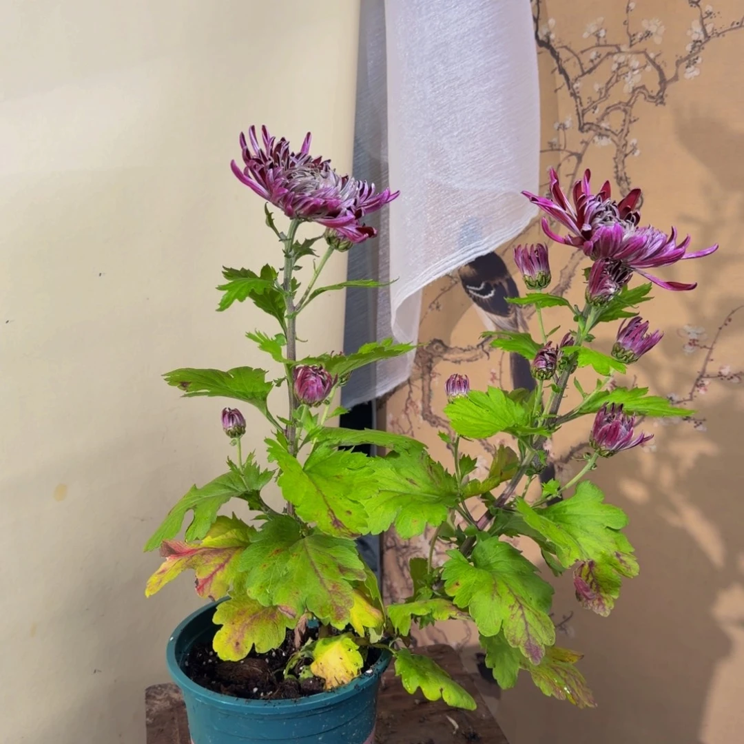 完全开放m9999999999999