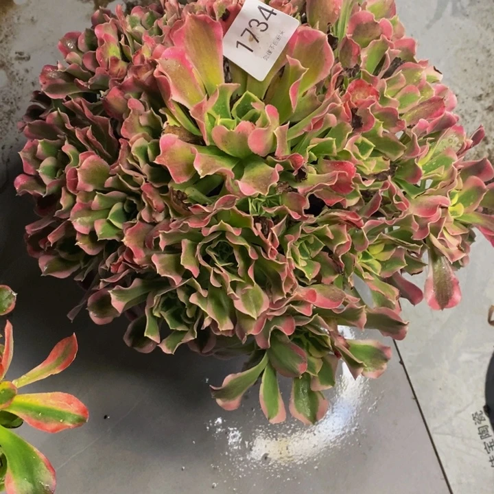 白凤多肉断头不包1734