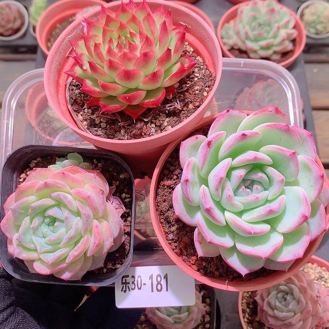 乐然30-181 多肉3 颗