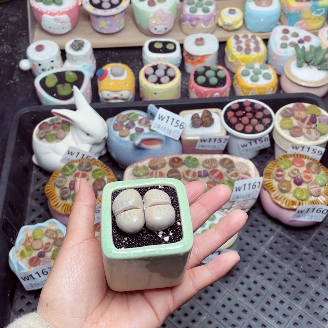 w1167 -零下地区拍保温箱-15支持寄养