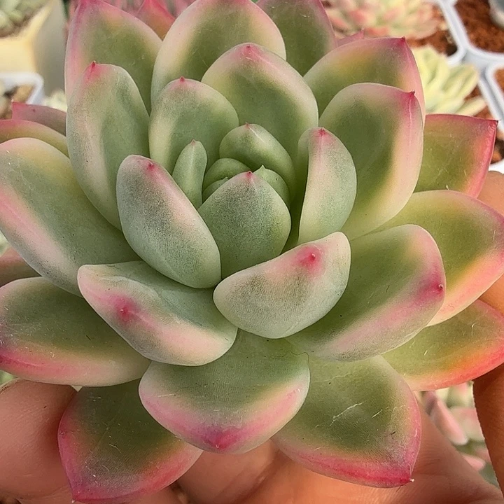 红狐锦头盖多肉锦