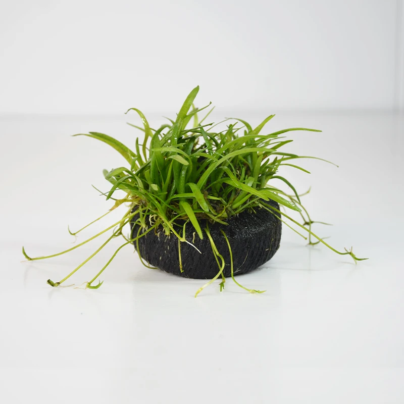 【小水兰·前中景草福利】新手懒人坨草水草鱼缸造景水草前景草