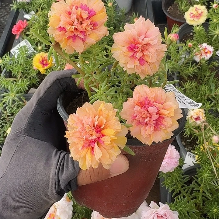 Z958量拍草莓甜心超小苗花色会变盆口11