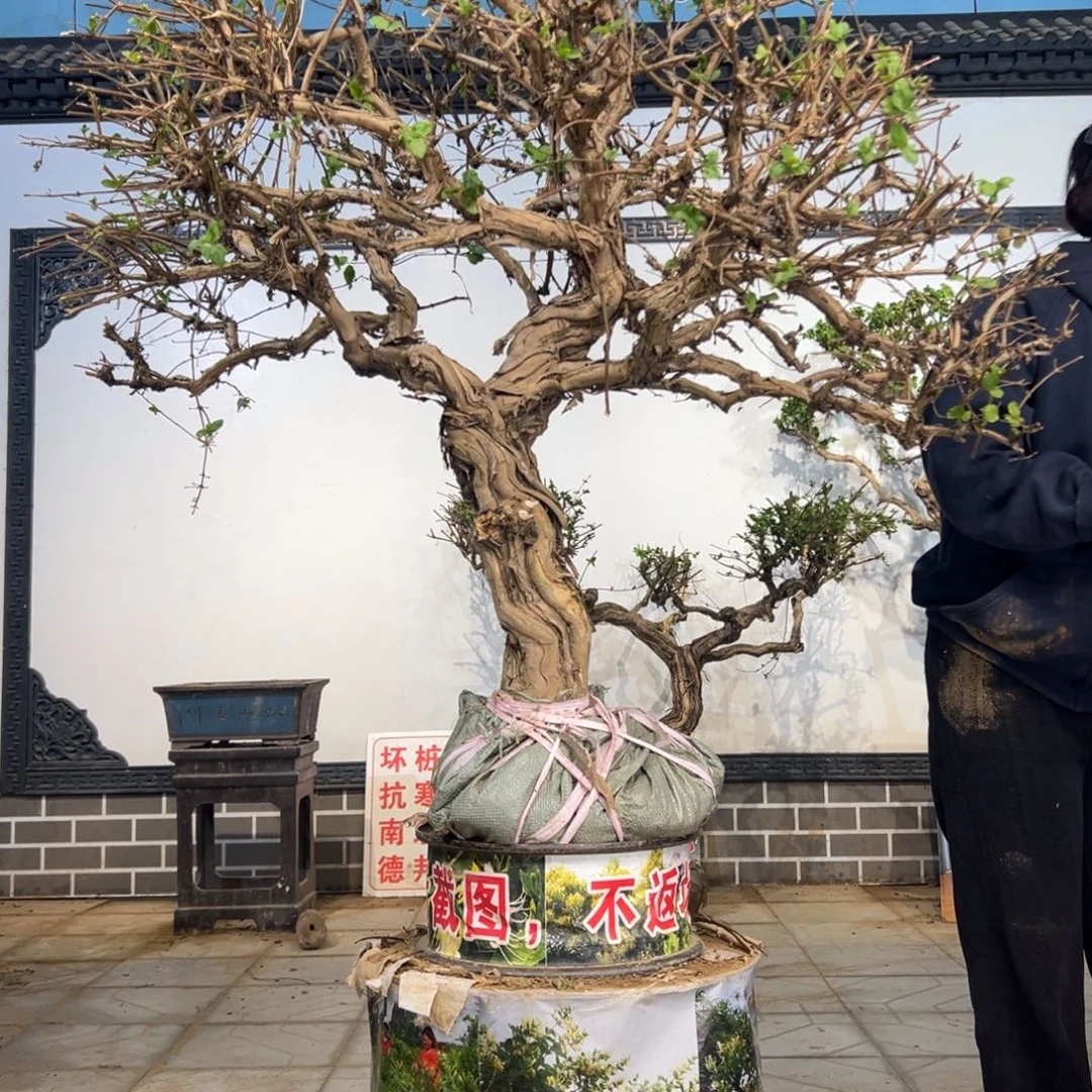 无花朵金银花8888