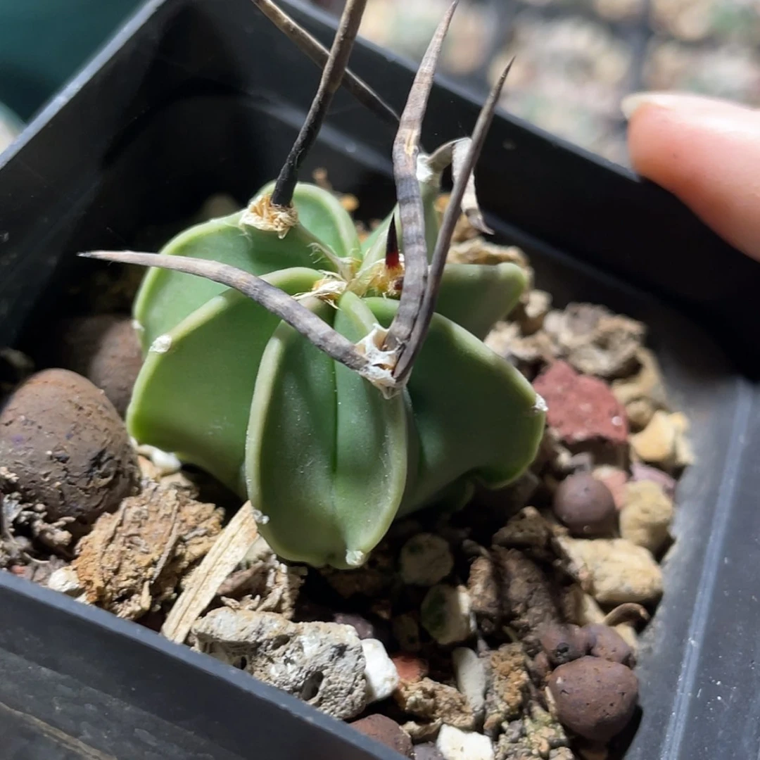 【闪购商品】水牛角大凤玉实生6666