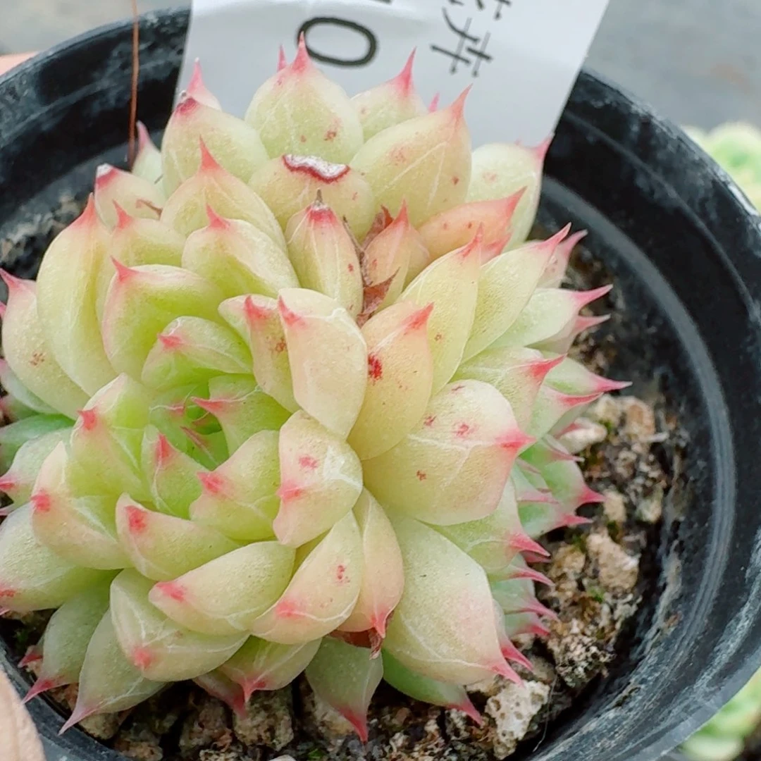 多肉杂交一物一拍22-104