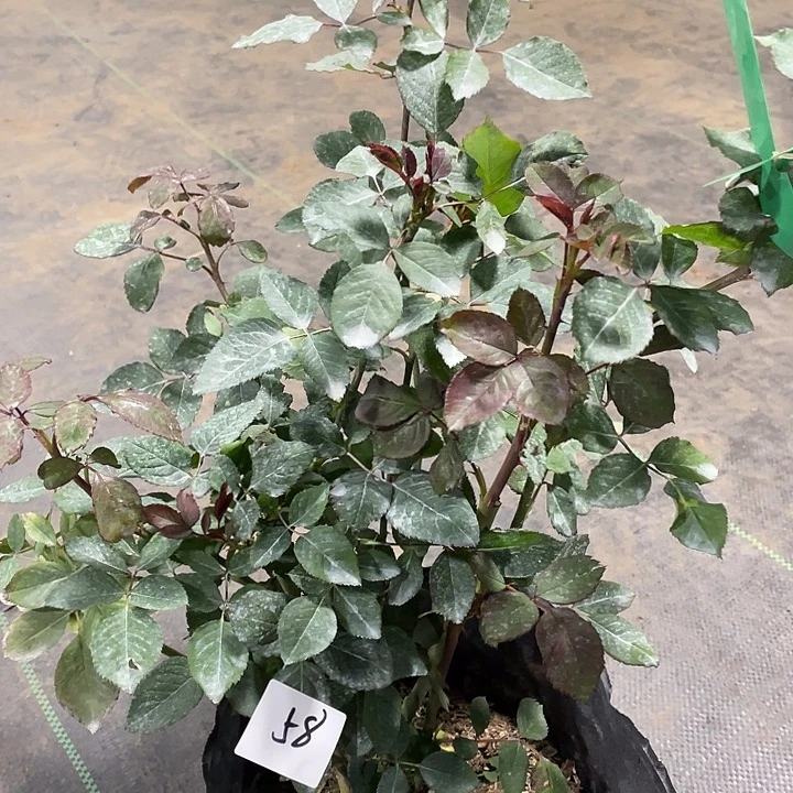 少量花朵（建议范围：2朵-5朵 或40%以下）58桃灼蓝天