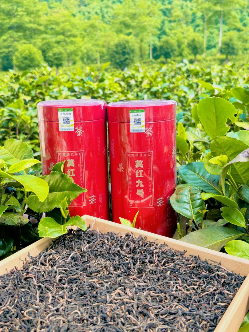 英红九号春英九一芽二叶