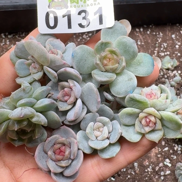 多肉植物多肉植物