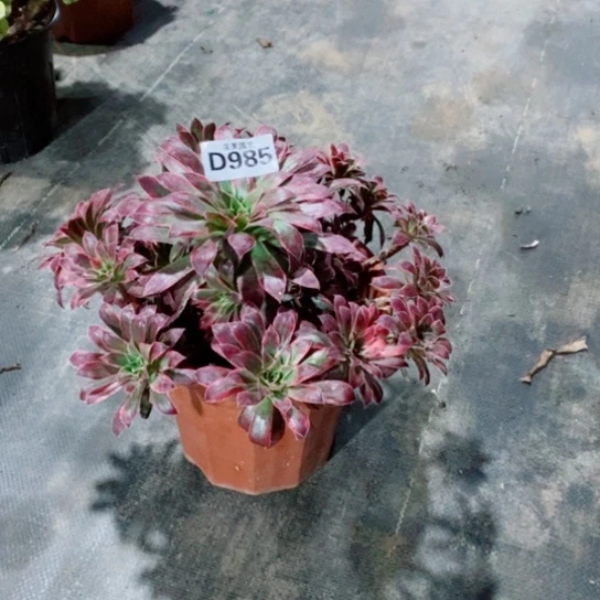 樱***花孔雀锦985000000000