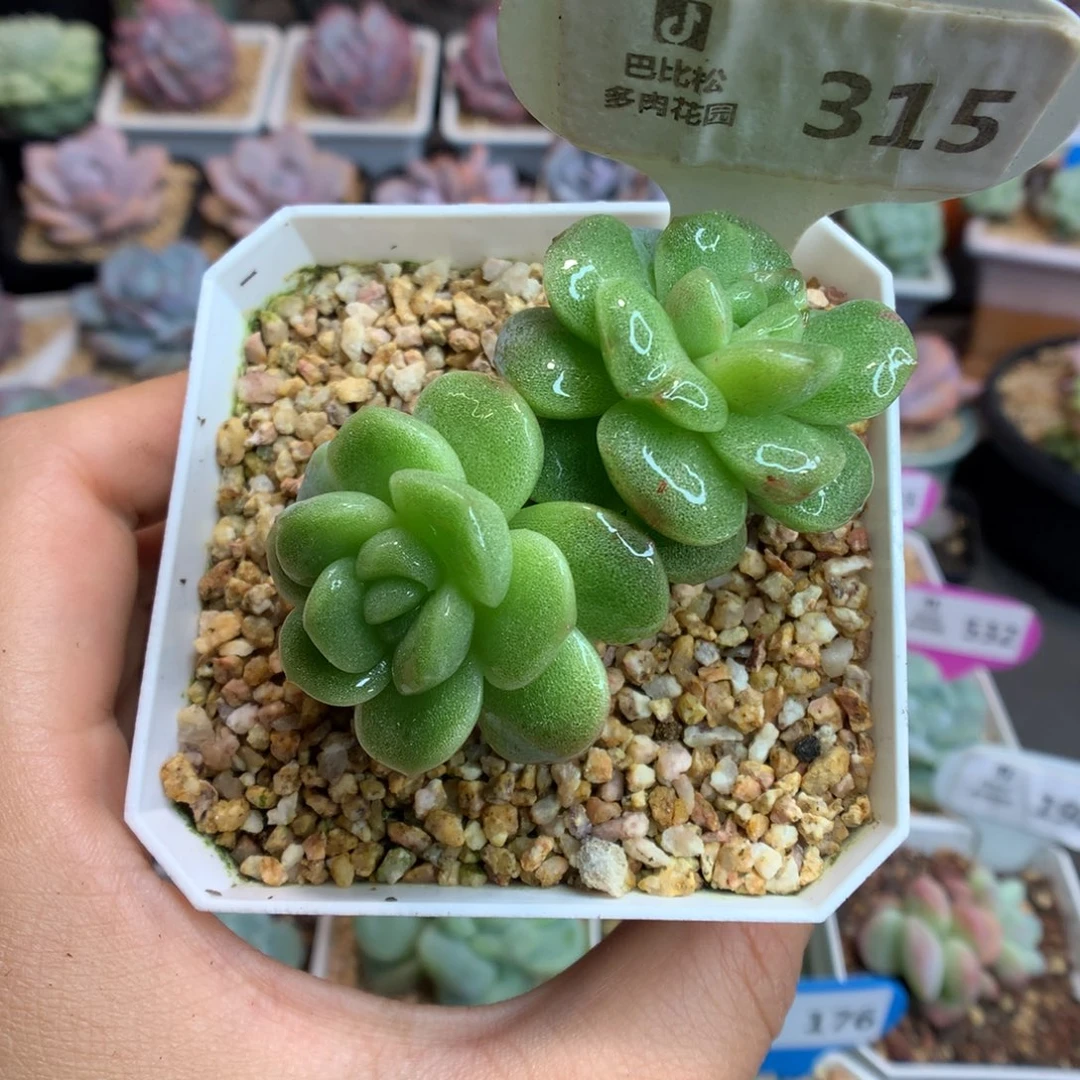315双头冰玉石化多肉植物