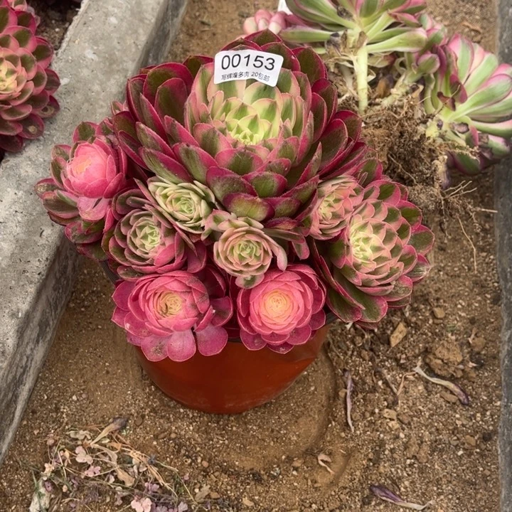 00153倾城多肉植物
